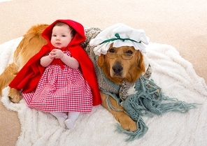Baby Little Red Riding Hood with wolf dog dressed as grandma golden retriever