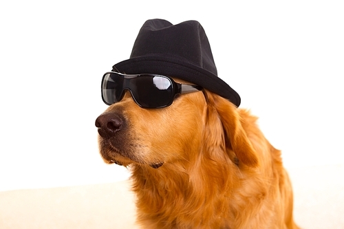 Dog dressed as mafia gangster with black hat and sunglasses golden retriever