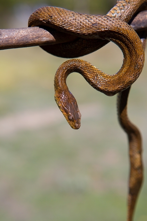 River snake on wooden stick with blurred background outdoor