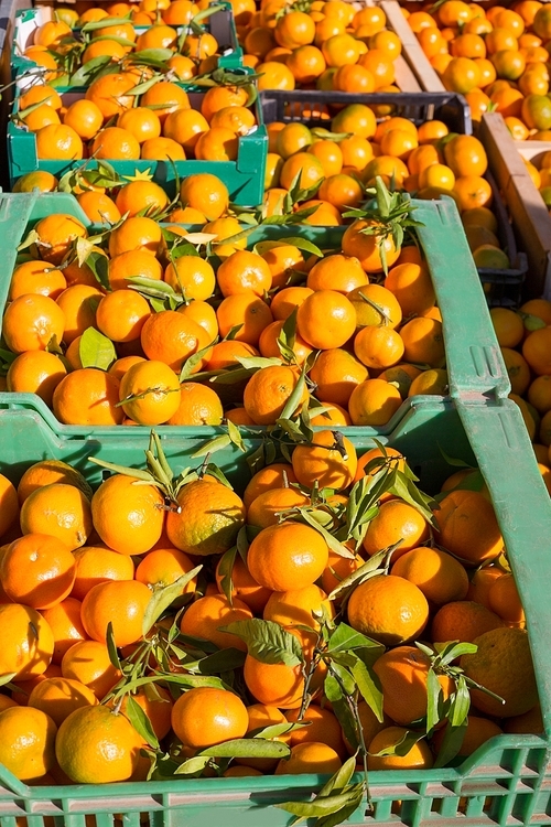 Orange tangerine fruits in harvest basket boxes in a row