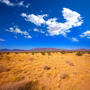 Mohave desert in California Yucca Valley USA