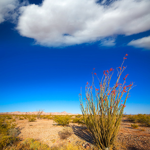 Ocotillo Fouquieria splendens red flowers in Mohave desert california USA