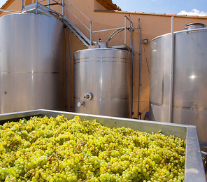 chardonnay winemaking with grapes and Fermentation stainless steel tanks vessels