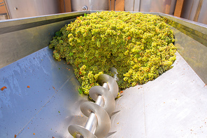 chardonnay corkscrew crusher destemmer in winemaking with grapes