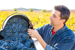 Mediterranean vineyard harvest farmer farming cabernet sauvignon grape field in Spain