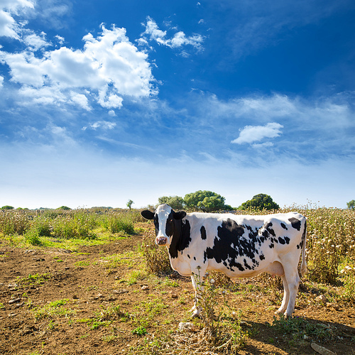 Menorca friesian cow grazing near Ciutadella Balearic Islands cattle
