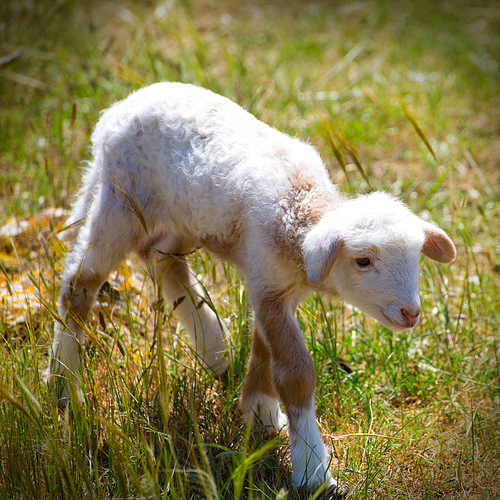Baby lamb newborn sheep standing walking on green grass field
