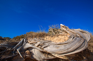 Mediterranean twisted dried juniper tree trunk in Formentera beach dune