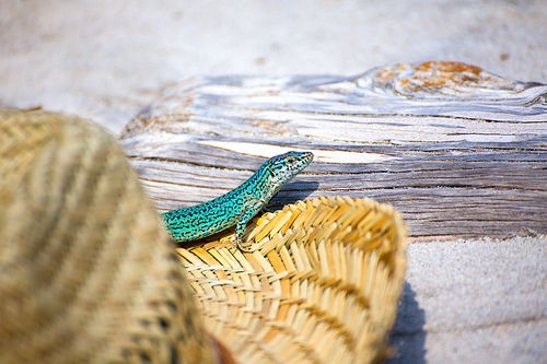 Formentera lizard Podarcis pityusensis formenterae in a tourist beach hat