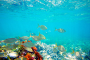 Mediterranean underwater with salema fish school in spain