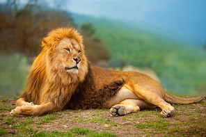 Lion male having a rest lying on the mountain top