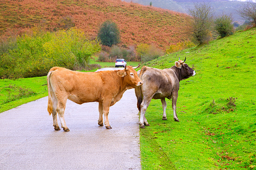 Cows couple in a Pyrenees road of Irati jungle at Navarra Spain
