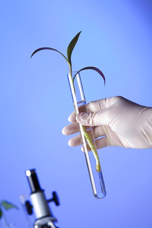 Green plants in biology laborotary