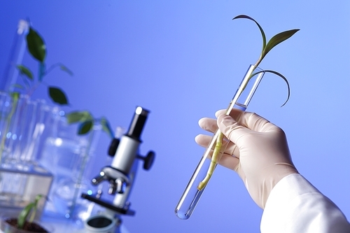 Green plants in biology laborotary