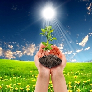 Hands holding green sprouts and sunny sky