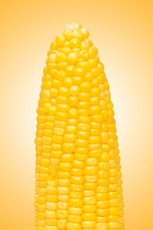 Corn cob against the gradient