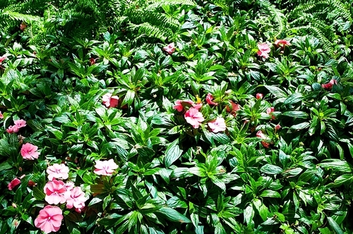 Flower bed on the bright summer day