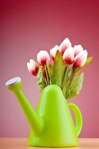 Gardening concept - Tulips and watering can