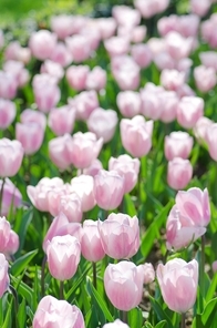 Garden with tulip flowers in summer