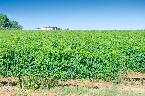 Vineyard on a bright summer day