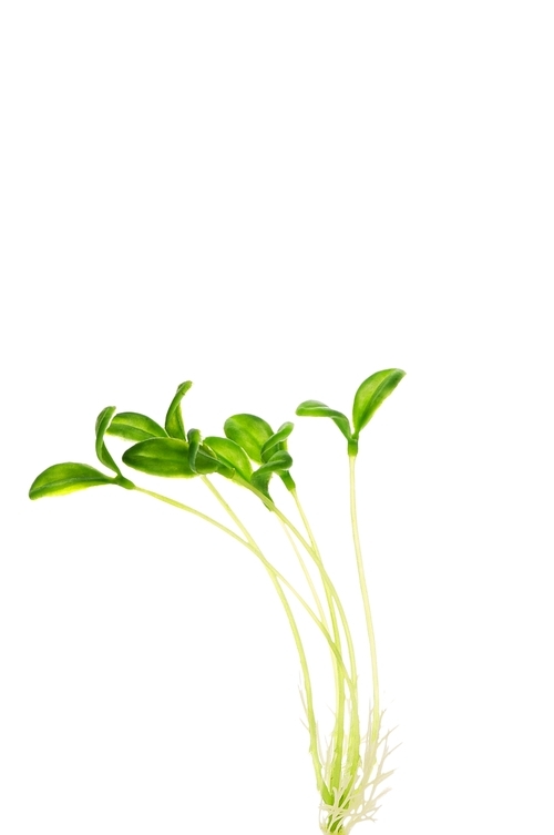 Green saplings isolated on the white background