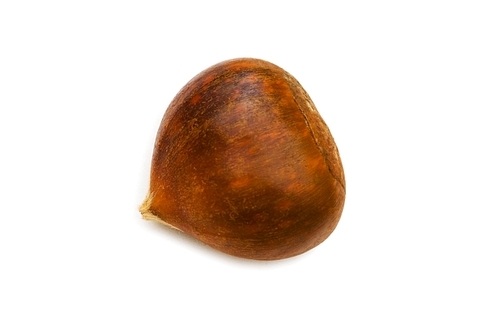 One chestnut isolated on the white background