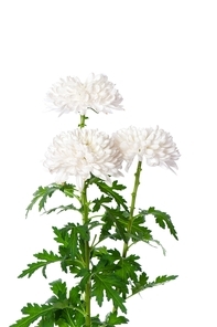 Chrysanthemum (mums) isolated on the white background