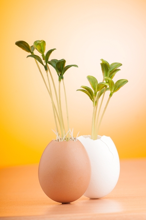 Eggs with green seedling in new life concept