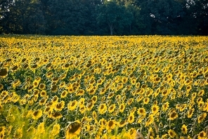 Sunflower field during bright summer day