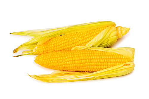 Corn cobs isolated on the white background