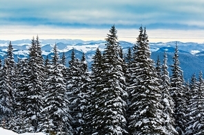 Winter forest in mountains