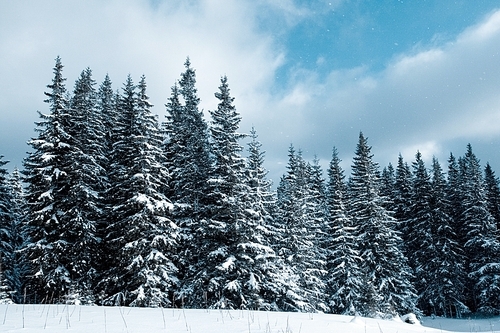 Winter forest