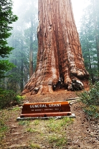 General Grant sequoia tree