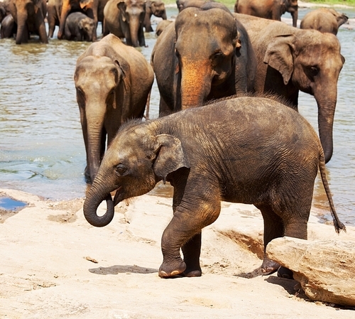 Elephants  on Sri Lanka