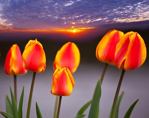 tulips at sunset