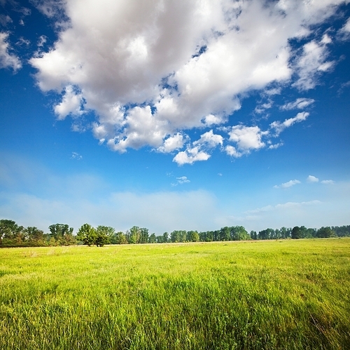 meadow