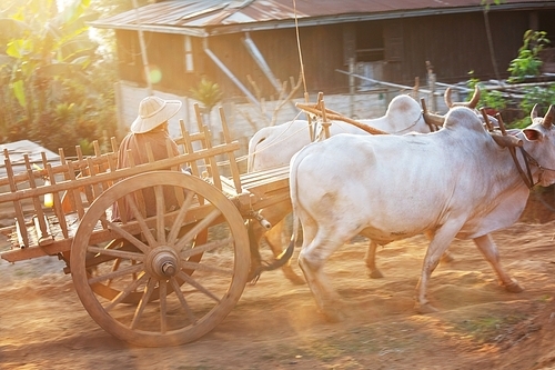 Bullcart in Myanmar