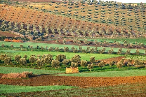 fields in Morocco