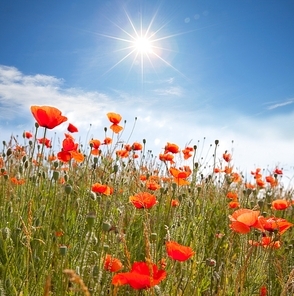 poppy