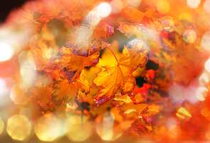 autumn leaves