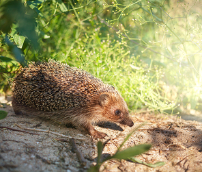 Hedgehog