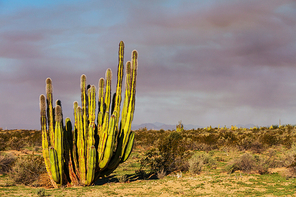 Cactus fields in Mexico|Baja California