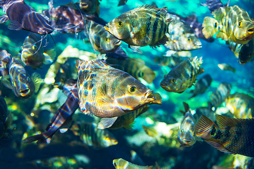 fish under water