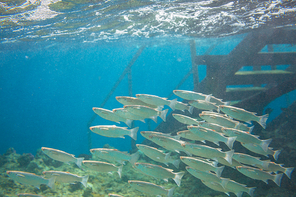 Coral fish in  Red Sea,Egypt