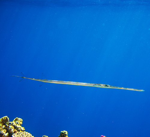 Coral fish in  Red Sea,Egypt