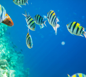 Coral fish in  Red Sea,Egypt