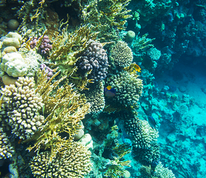 Coral reef in Red Sea,Egypt