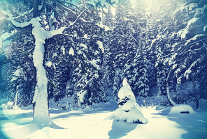 Winter forest