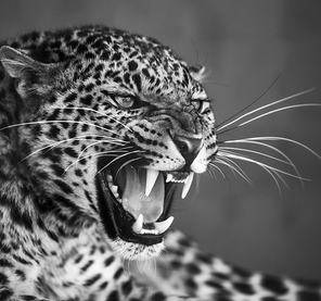 Leopard closeup
