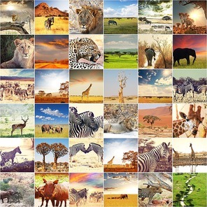 african safari collages